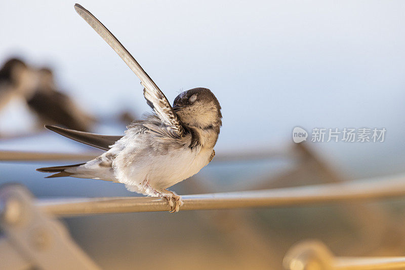 谷仓燕子(Hirundo rustica)在我的窗口靠近。躺在我的衣架上